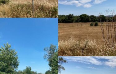 Tarquinia terreno agricolo vendita