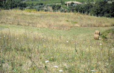 Trevignano terreno agricolo vista lago