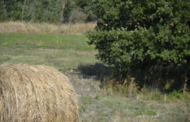 Trevignano terreno agricolo vista lago