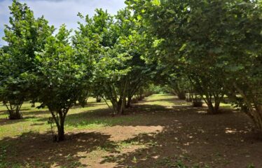 Capranica terreno agricolo