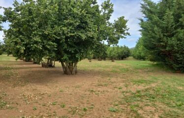 Capranica terreno agricolo