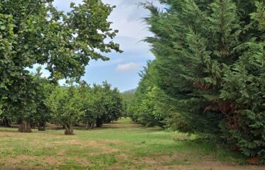 Capranica terreno agricolo
