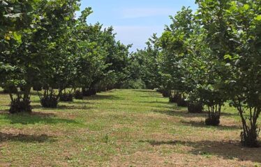 Capranica terreno agricolo