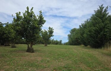 Capranica terreno agricolo