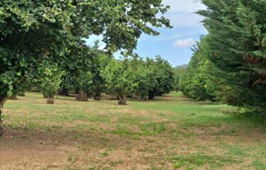Capranica terreno agricolo