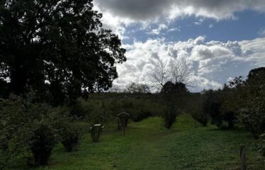 Capranica noccioleto con annesso agricolo