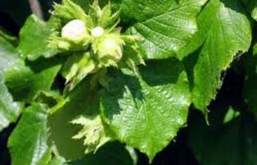 Sutri terreno agricolo di un ettaro