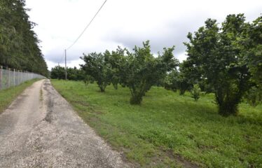 Capranica terreno agricolo