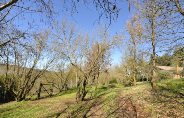 CAPRANICA TENUTA BIOLOGICA