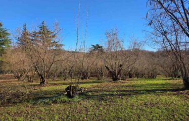 CAPRANICA TENUTA BIOLOGICA