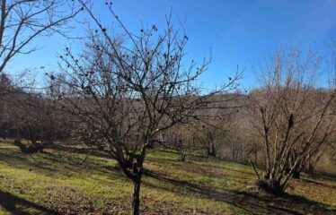 CAPRANICA TENUTA BIOLOGICA