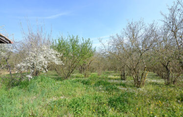 CAPRANICA Noccioleto con casaletto