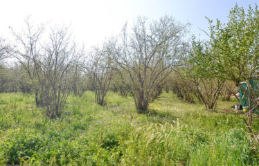 CAPRANICA Noccioleto con casaletto